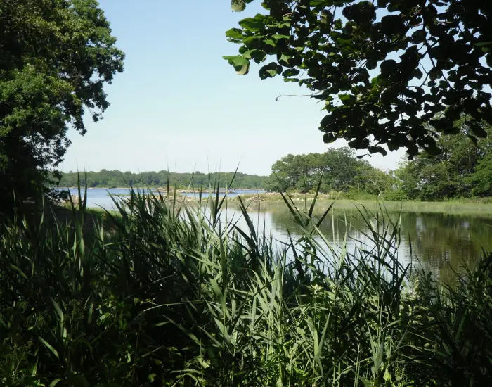 Phragmites grass growing at Pelham Bay Park in Bronx New York beside a lake surrounded by forest on a sunny day.