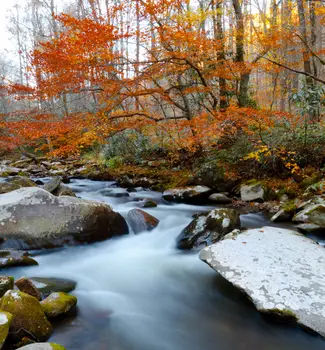 Great Smoky Mountains National Park in North Carolina in fall- autumn weather with orange and yellow leaves on trees and river water streaming down through rocks.