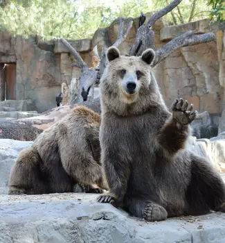 Brown bear waving at the Columbus Zoo, Ohio on a sunny day with another bear in the background.