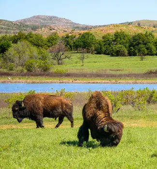 Bison eating grass on beside a pond in the fields of Wichita Mountains, Oklahoma.