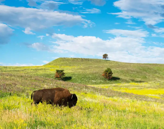 The Black Hills in Custer State Park in South Dakota being roamed by buffalo in a field of grass.