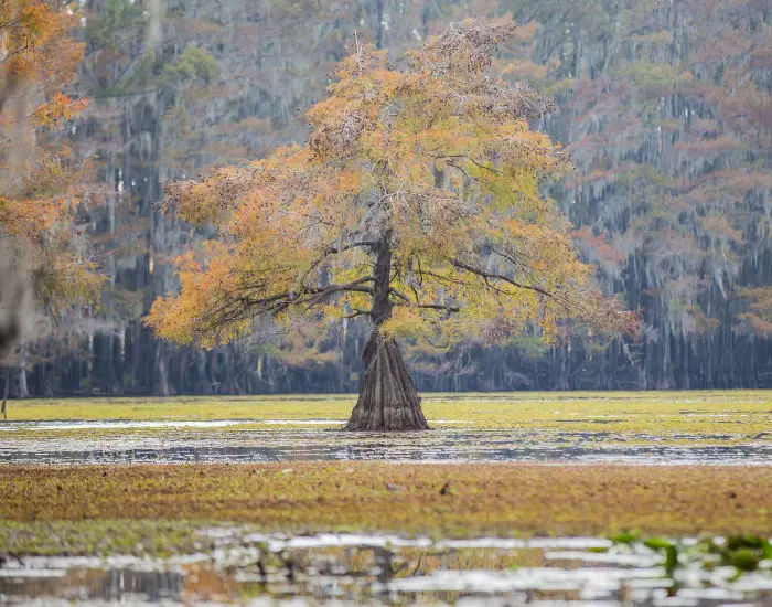 Texas Caddo Lake in the summer with autumn colored leaves and a large willow tree in the middle of calm flat waters.