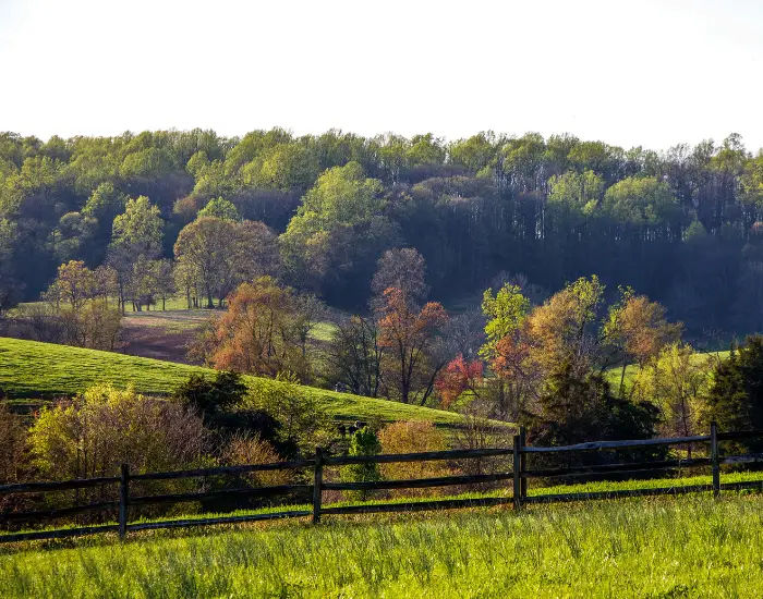 Orange County, Virginia with thick green forestry, trees, nature, and grass on a sunny mid-autumn day.