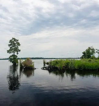 The Great Dismal Swamp in Lake Drummond, Virginia on a gloomy cloudy day with calm waters and small bushels of grass and trees.
