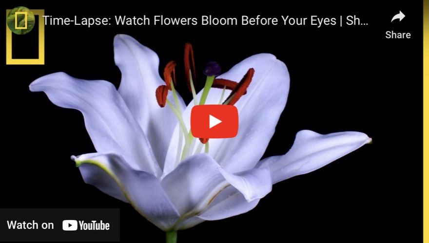 Youtube video link Youtube video link