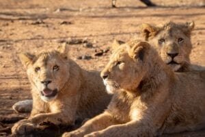 Daniel in the Lions Den