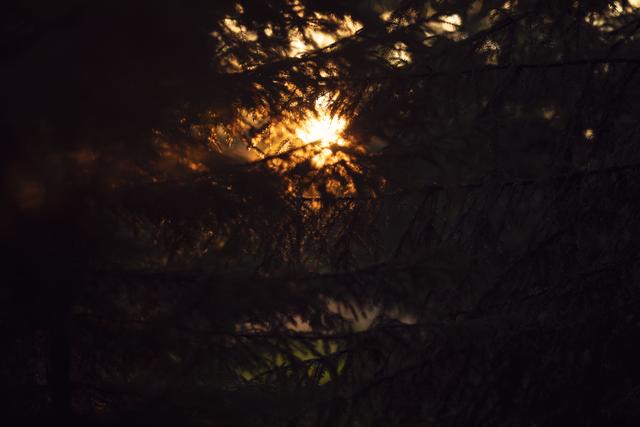 Sunset in swedish forest