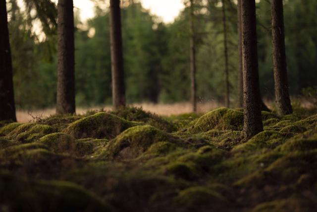 Summer evening in sweden