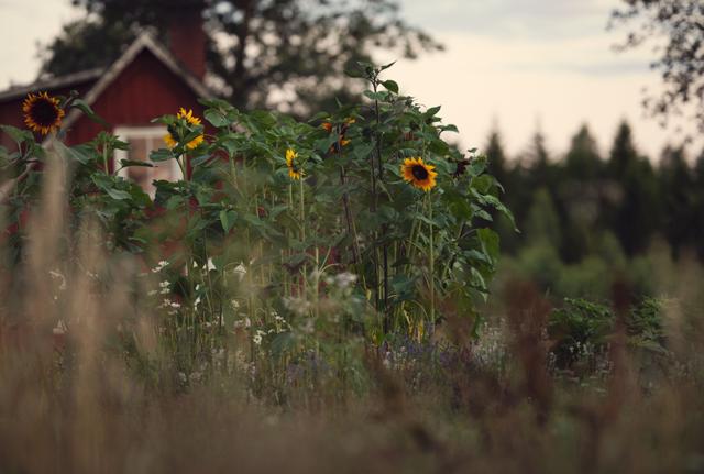 Sunflower plants