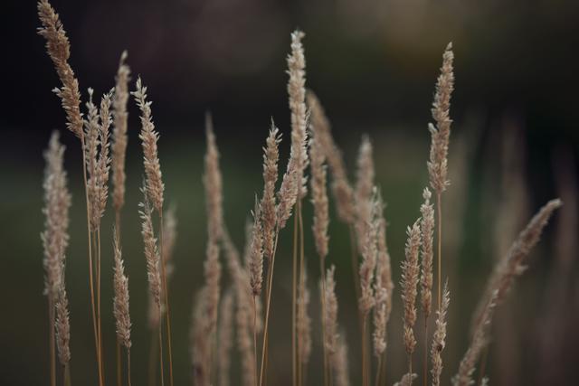 Summer grass