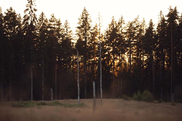 Sunset behind trees