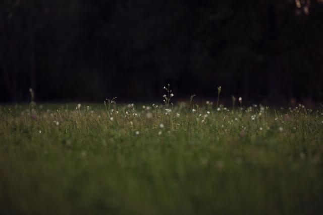 Summer field