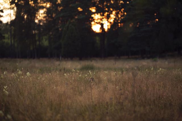 Sunset by summer field