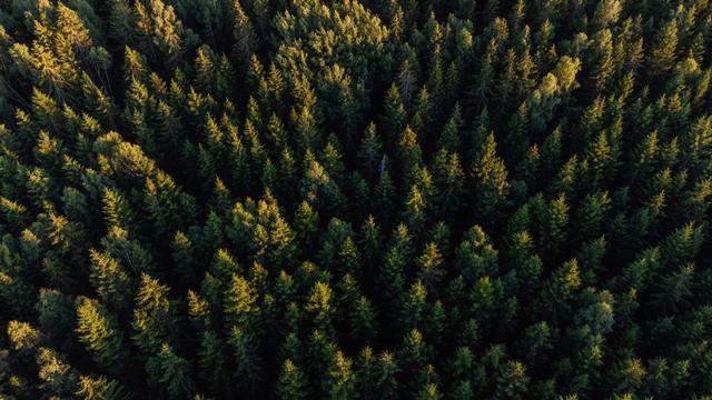 Summer forest from above