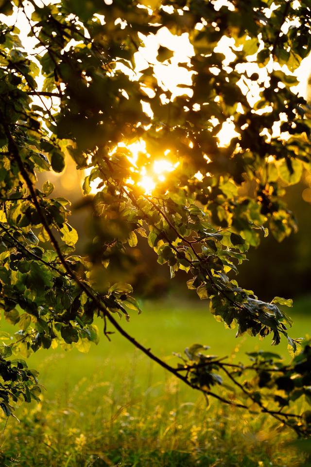 Summer meadow