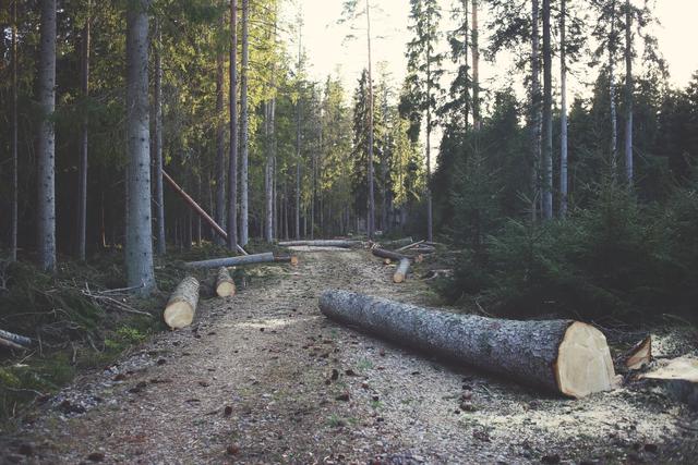 Trees taken down