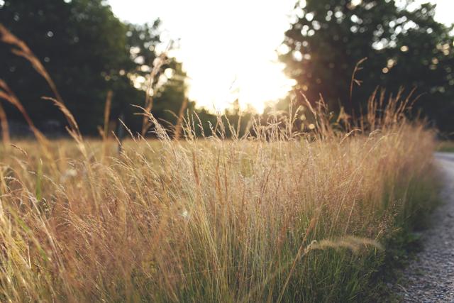 Sunset in the field all over