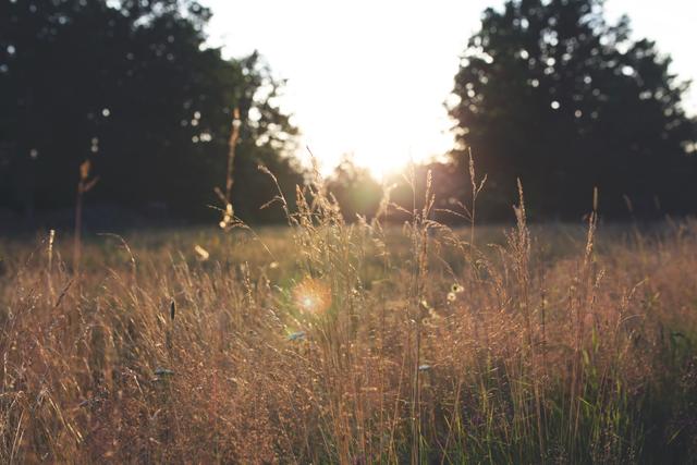 Sunset in the field