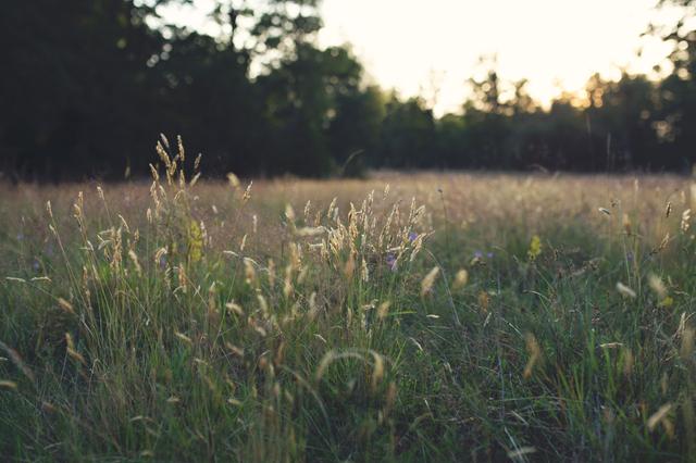 Sun sets in field once more