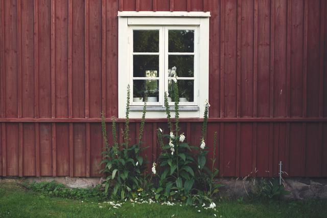 Flowers against the wall