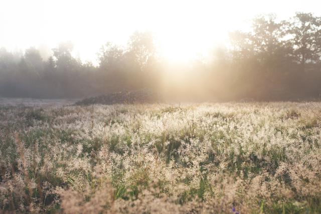 Early morning foggy field