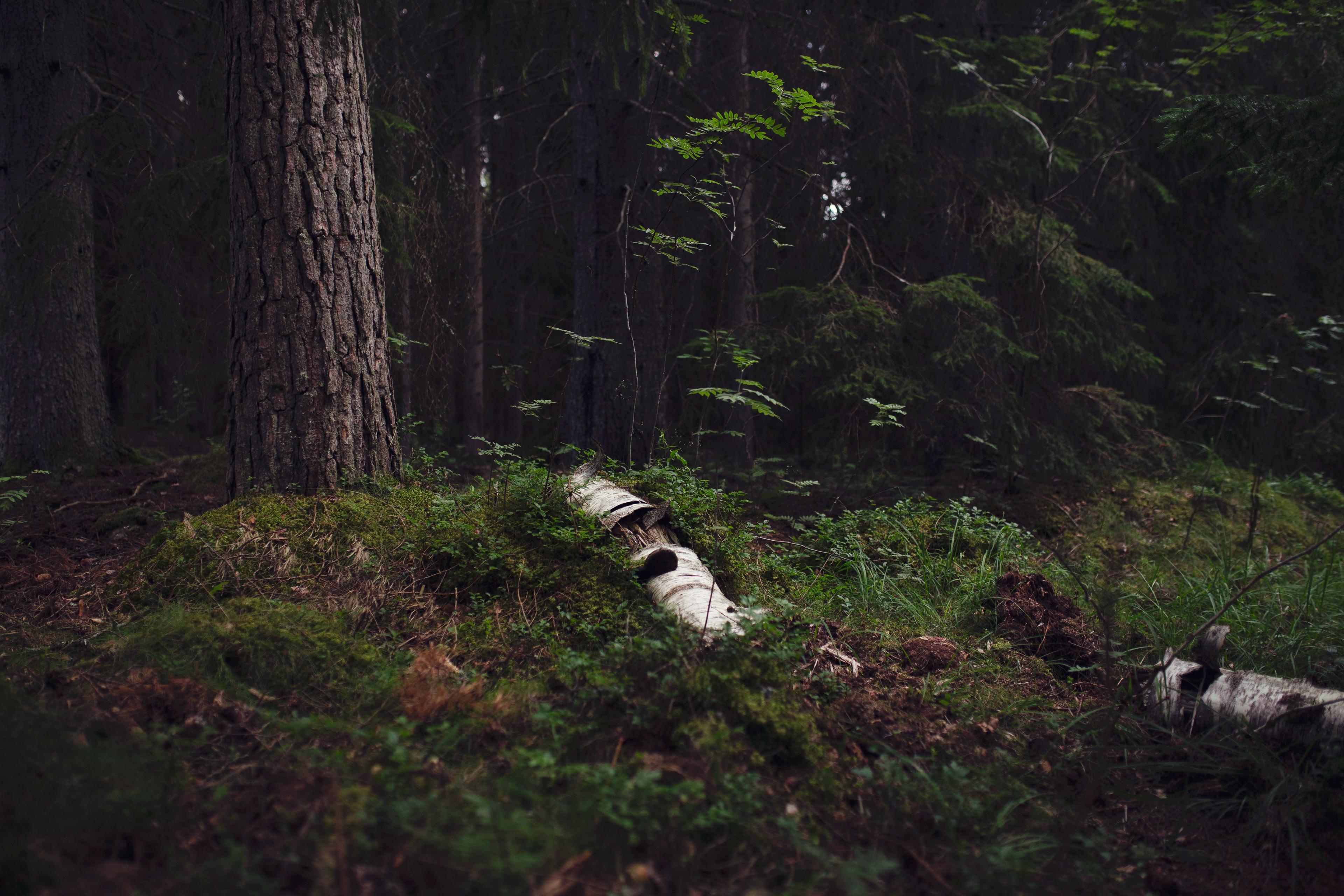 Dark forest view