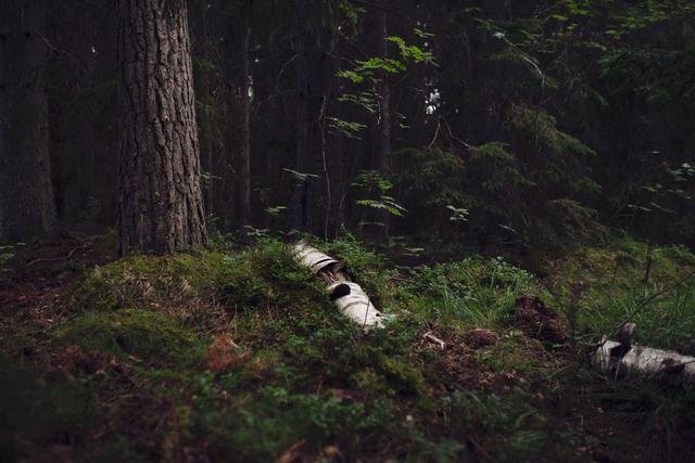 Dark forest view