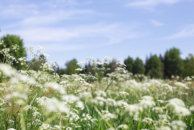 Summer field