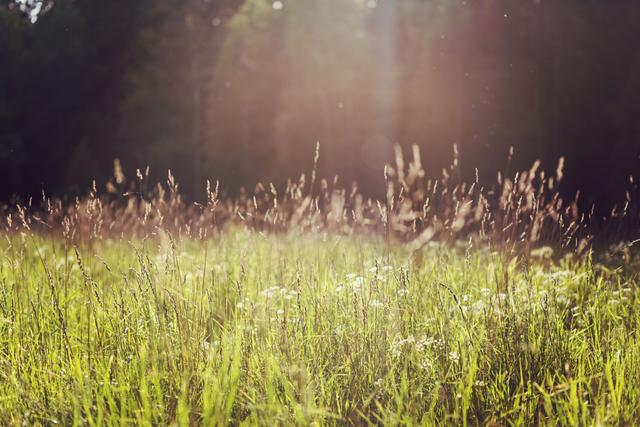 Summer grass