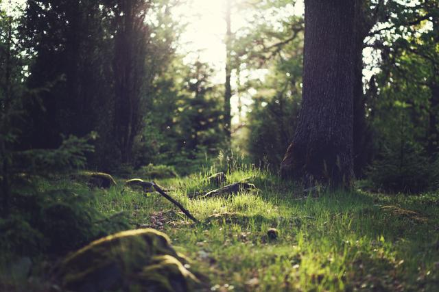 Summer forest in Sweden