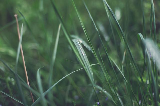 Wet green grass