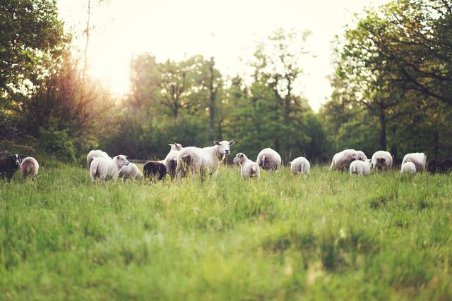 Sheep in grass field