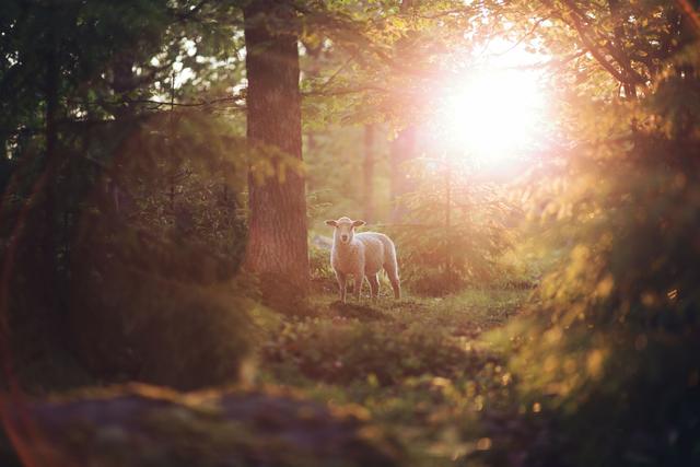 Lamb in forest