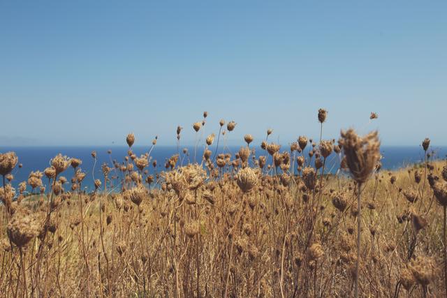 Plants on Rhodes