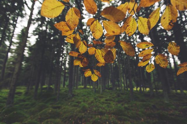 Autumn Forest