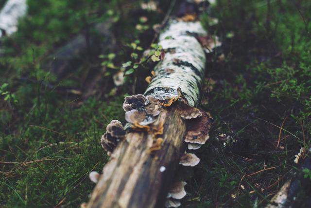 Forest in Sweden