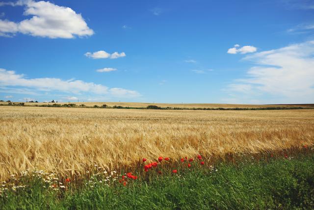 South of Sweden (Skåne)