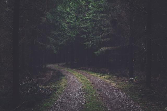 Path in forest