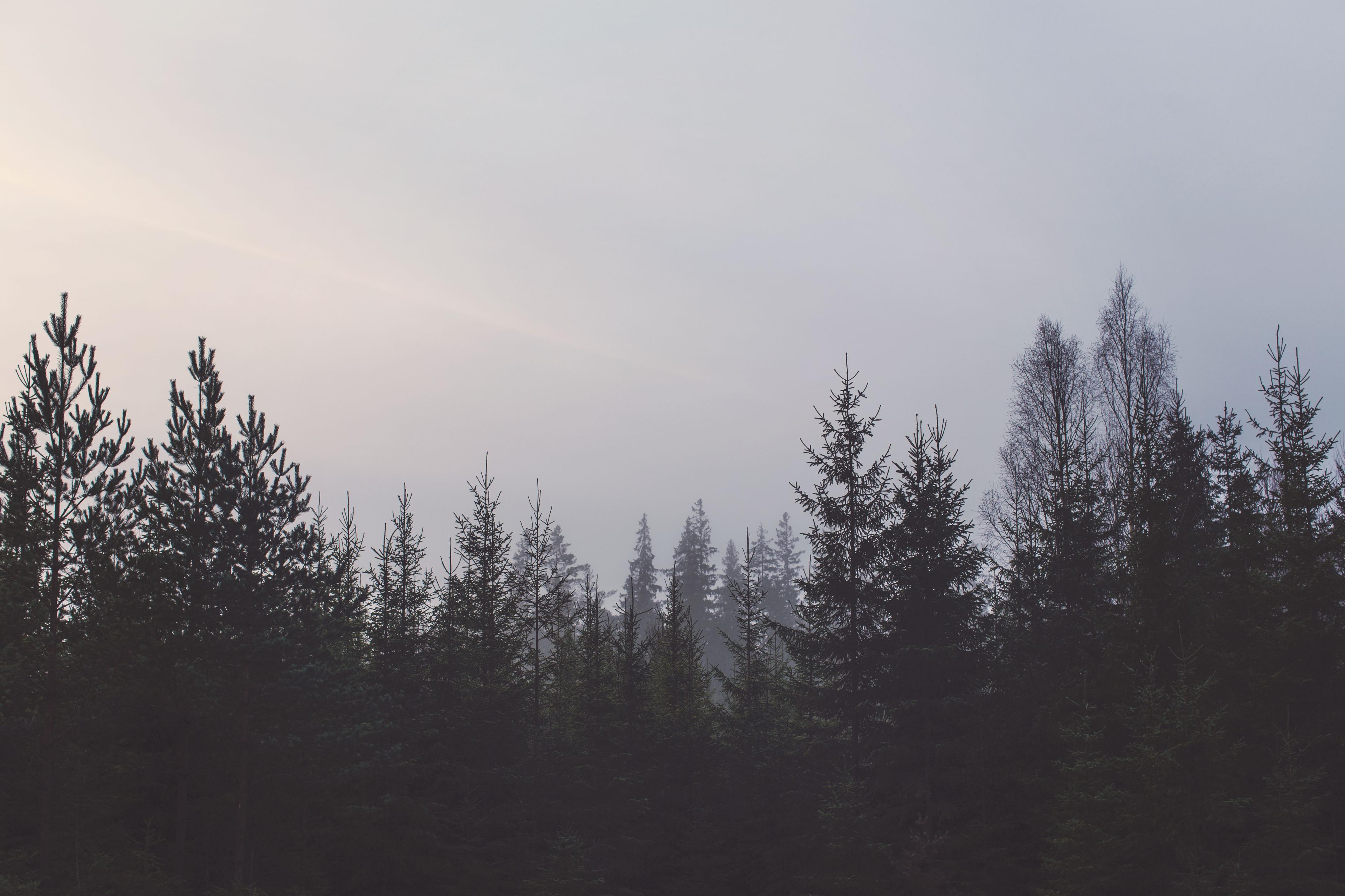 Yet another foggy swedish forest