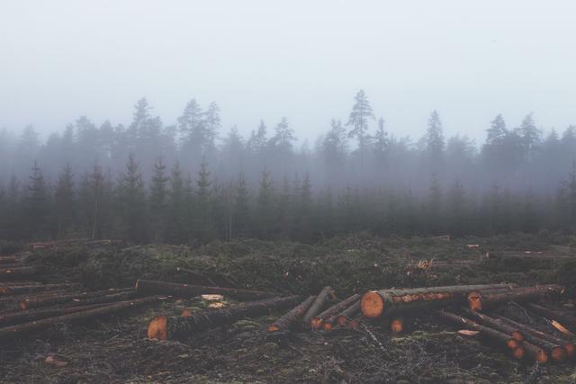 Foggy forest