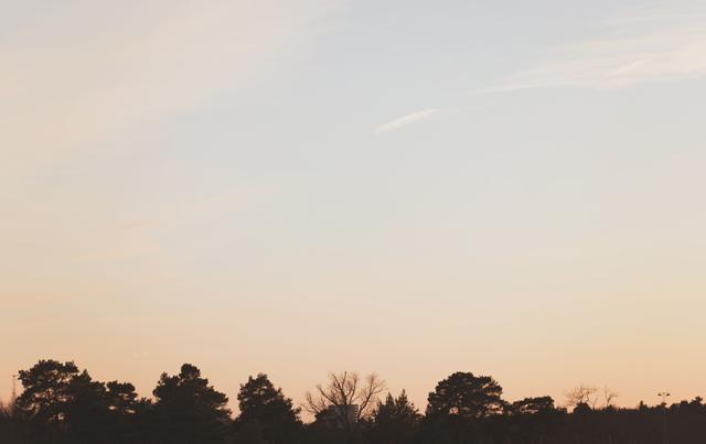 Treetops in the sky