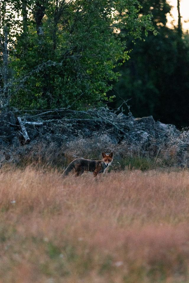 Fox in summer field