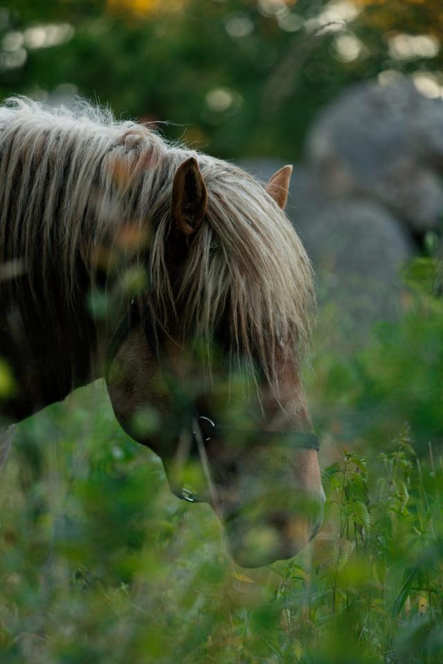 Summer horse