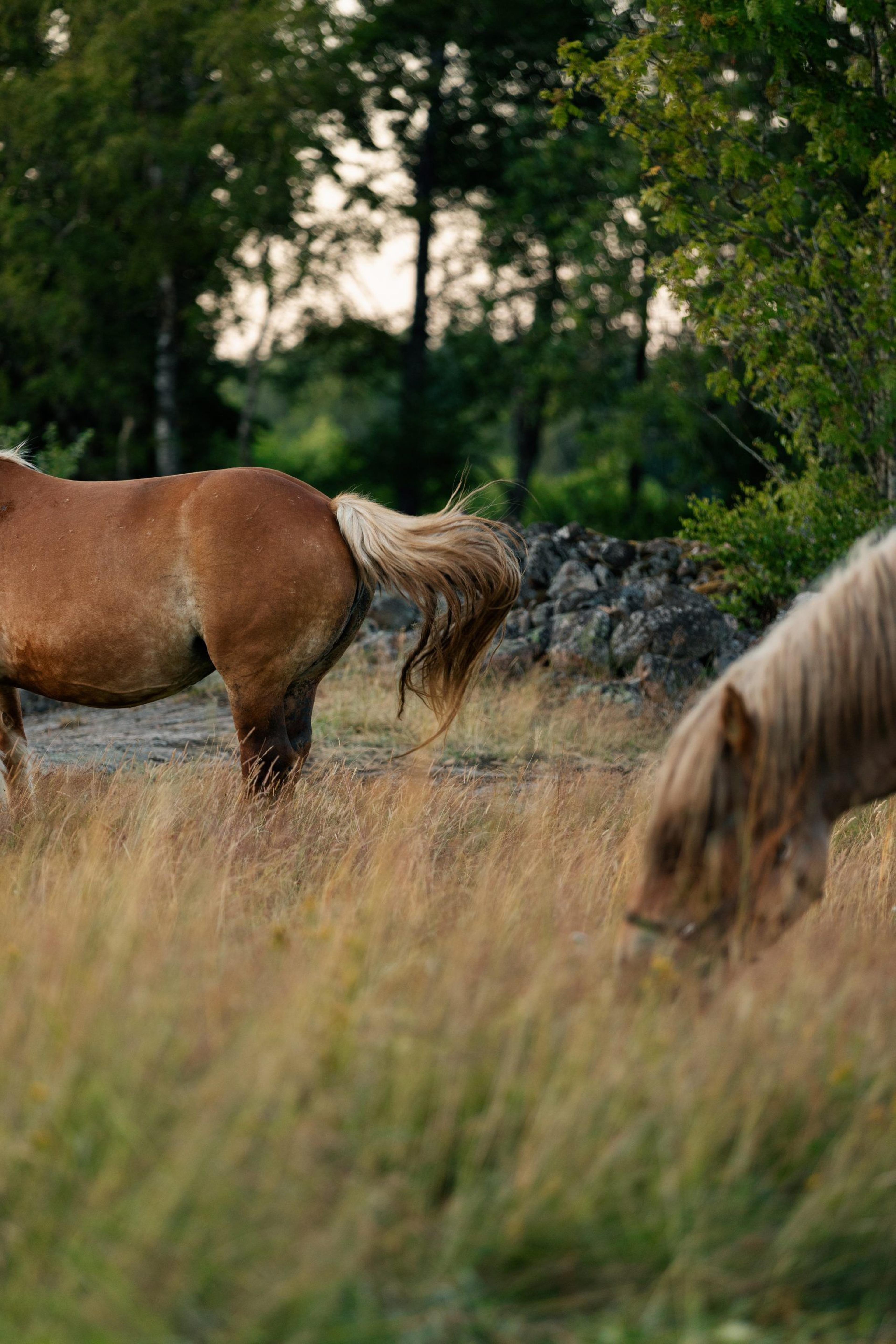 Horse tail