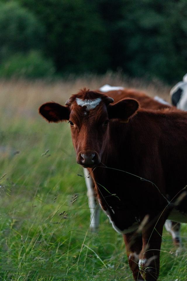 Brown cow