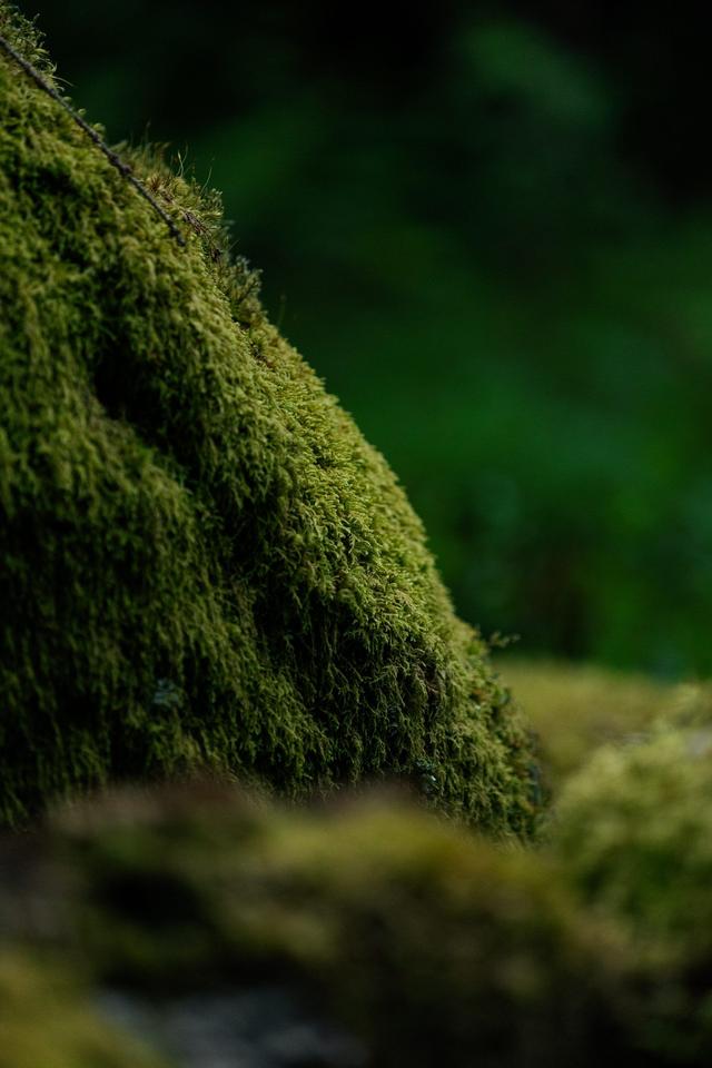 Green forest 3
