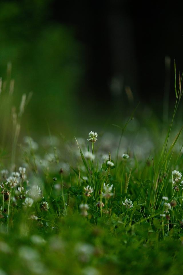 White flower in grass