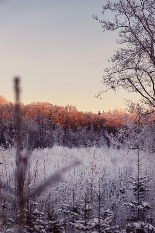 Winter trees