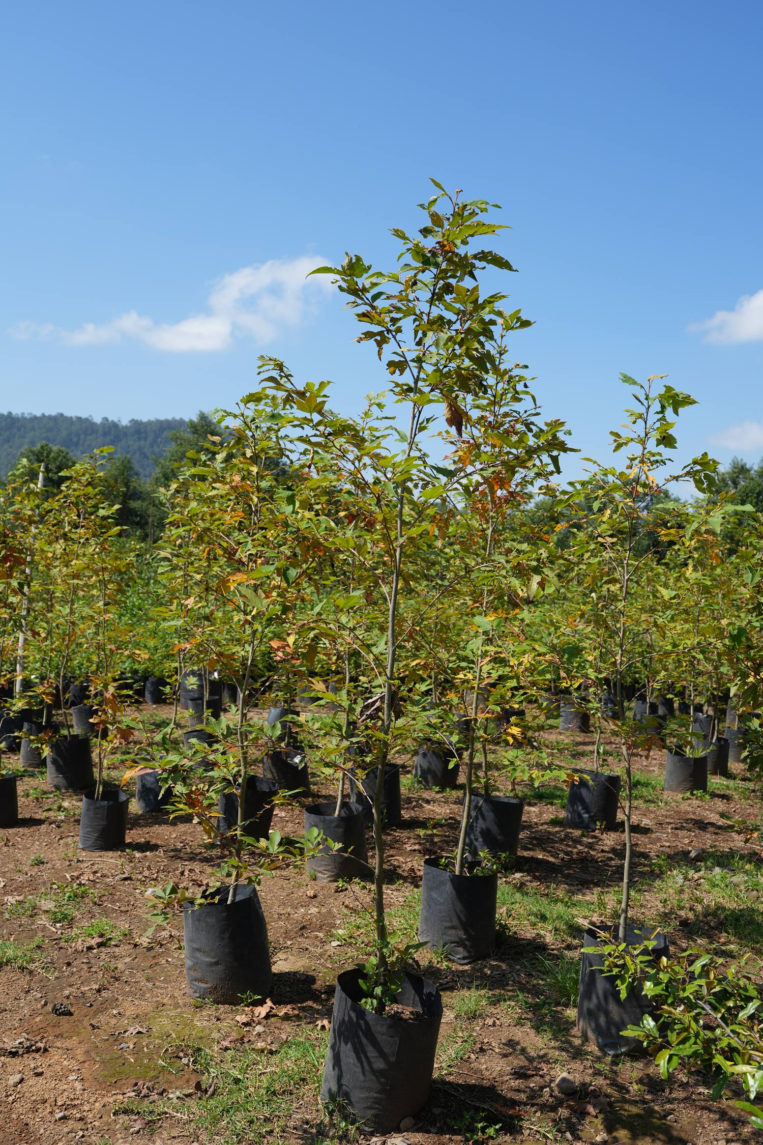 Encinos en producción en el vivero de Concepto Q