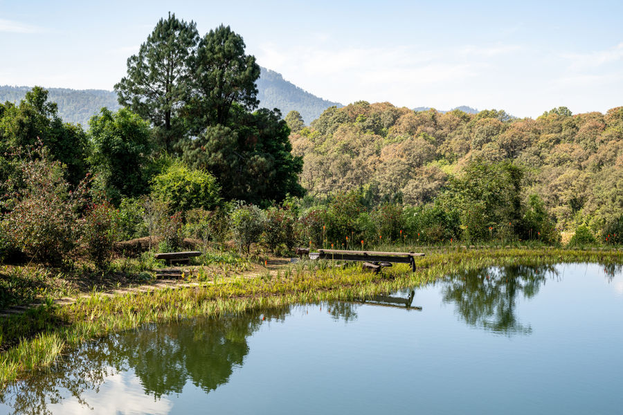 Estanque naturado